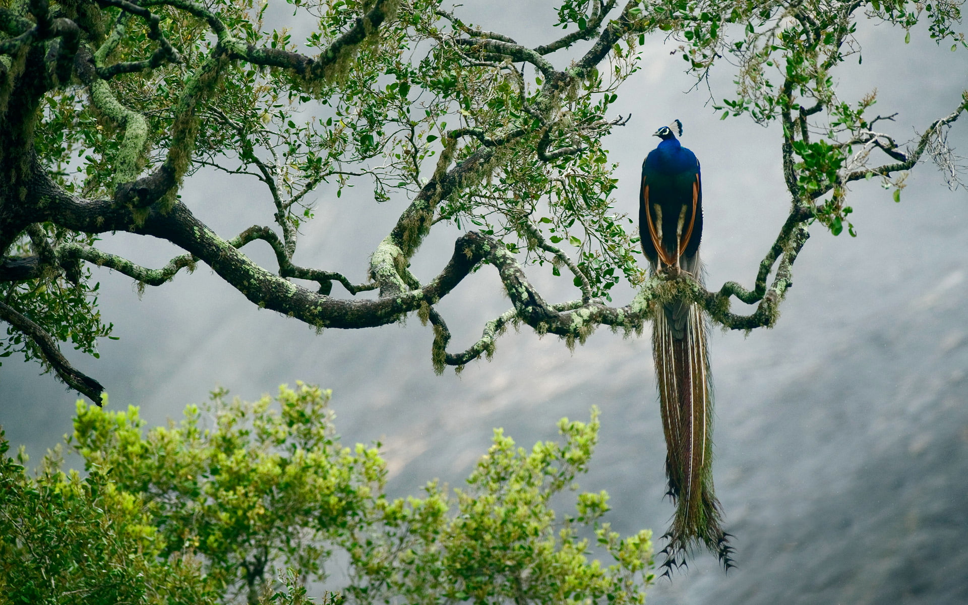 Sri Lanka Background